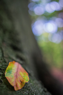 BUITEN BEELD Foto: 292253