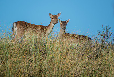 BUITEN BEELD Foto: 292259