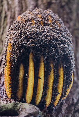 BUITEN BEELD Foto: 292261