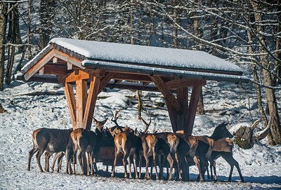 BUITEN BEELD Foto: 292262