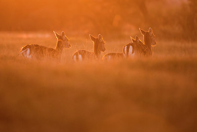 BUITEN BEELD Foto: 292265