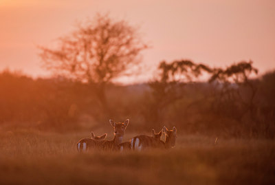 BUITEN BEELD Foto: 292271