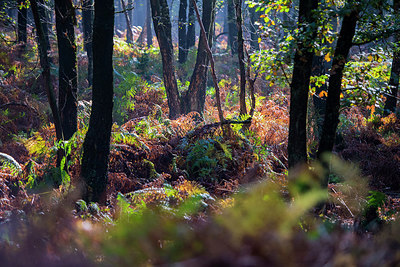 BUITEN BEELD Foto: 292290