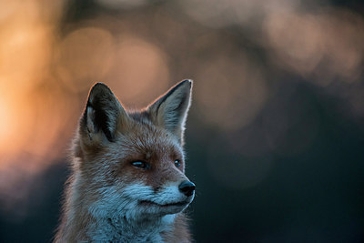 BUITEN BEELD Foto: 292291