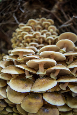 BUITEN BEELD Foto: 292294