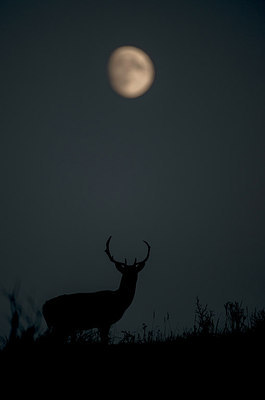 BUITEN BEELD Foto: 292306