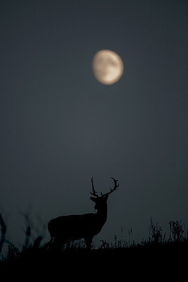 BUITEN BEELD Foto: 292312