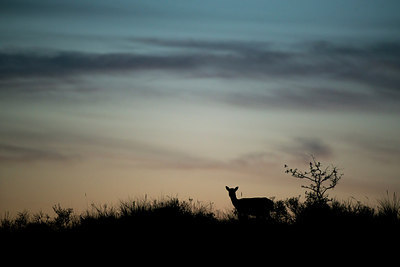 BUITEN BEELD Foto: 292331