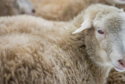 BUITEN BEELD Foto: 292335