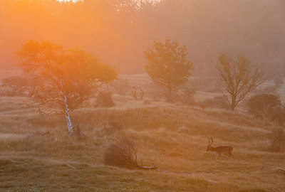BUITEN BEELD Foto: 292360
