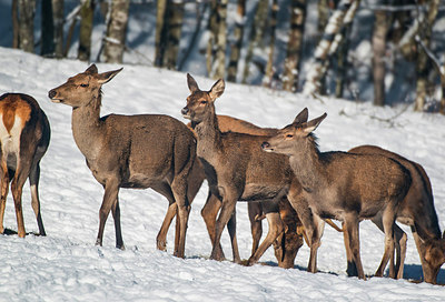 BUITEN BEELD Foto: 292362
