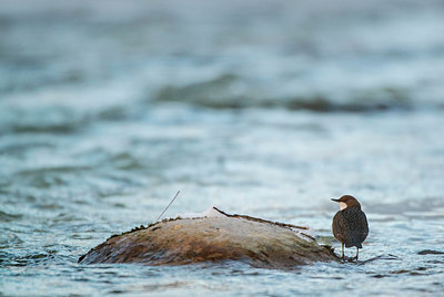 BUITEN BEELD Foto: 292363