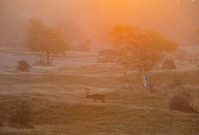 BUITEN BEELD Foto: 292364