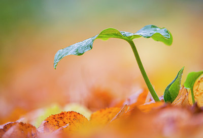 BUITEN BEELD Foto: 292370