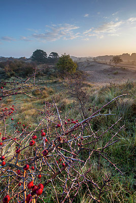 BUITEN BEELD Foto: 292376