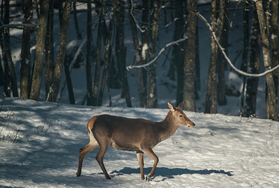BUITEN BEELD Foto: 292379
