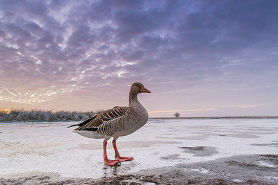 BUITEN BEELD Foto: 292384