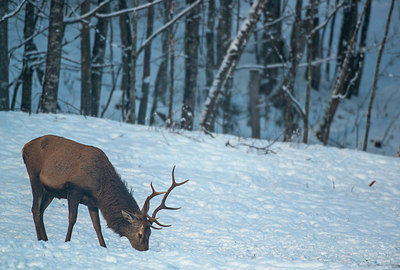 BUITEN BEELD Foto: 292388