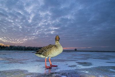 BUITEN BEELD Foto: 292390