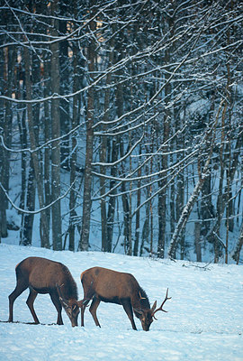 BUITEN BEELD Foto: 292391