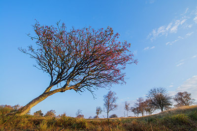 BUITEN BEELD Foto: 292397