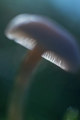 BUITEN BEELD Foto: 292421