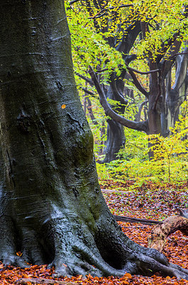 BUITEN BEELD Foto: 292439
