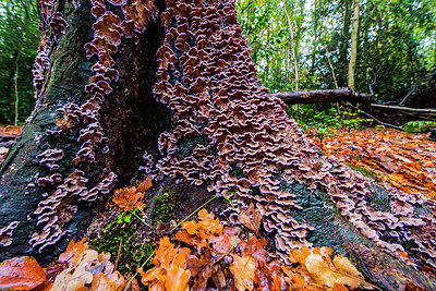 BUITEN BEELD Foto: 292456
