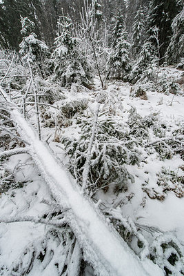 BUITEN BEELD Foto: 292538