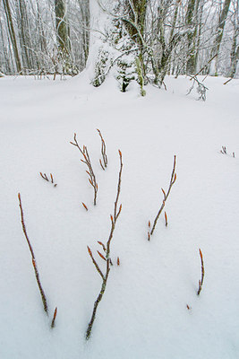 BUITEN BEELD Foto: 292641
