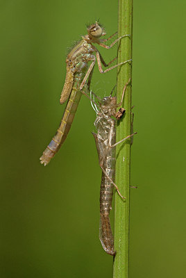 BUITEN BEELD Foto: 292722