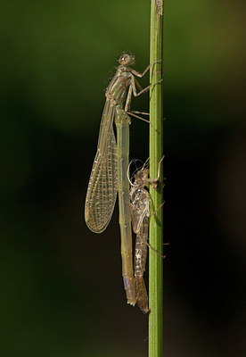 BUITEN BEELD Foto: 292727