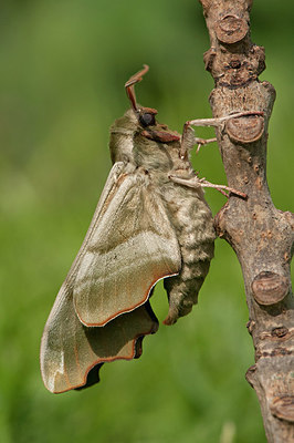 BUITEN BEELD Foto: 292737