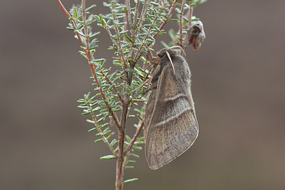 BUITEN BEELD Foto: 292753