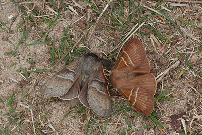 BUITEN BEELD Foto: 292754