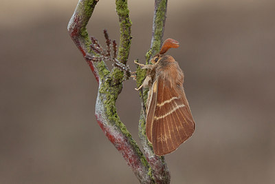 BUITEN BEELD Foto: 292756