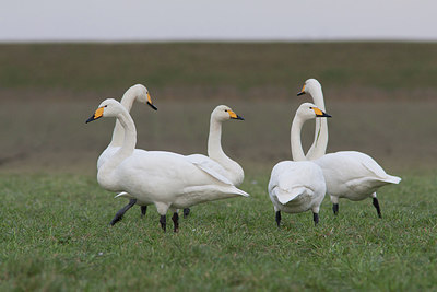 BUITEN BEELD Foto: 292760