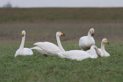 BUITEN BEELD Foto: 292761