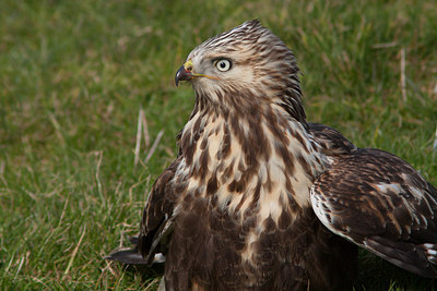 BUITEN BEELD Foto: 292767