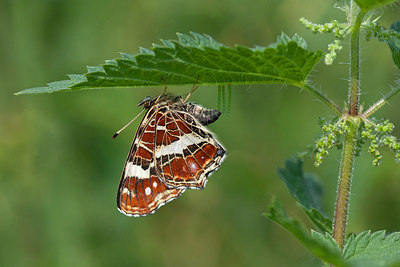 BUITEN BEELD Foto: 292775