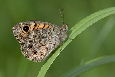 BUITEN BEELD Foto: 292777