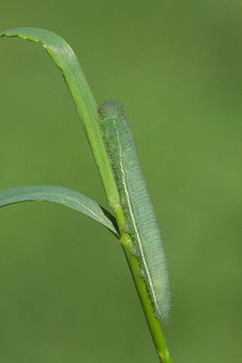 BUITEN BEELD Foto: 292779