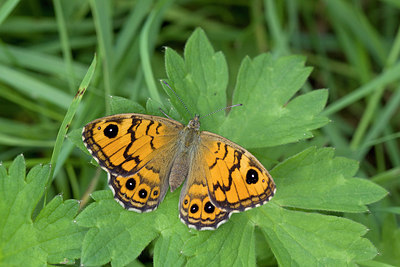 BUITEN BEELD Foto: 292780