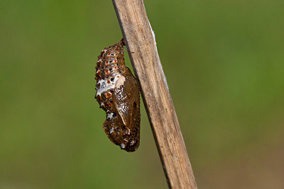BUITEN BEELD Foto: 292784