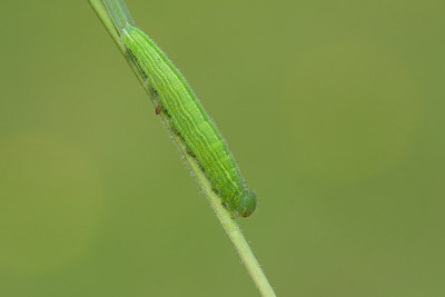 BUITEN BEELD Foto: 292785