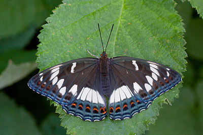 BUITEN BEELD Foto: 292788