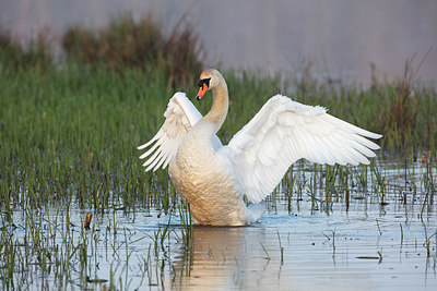 BUITEN BEELD Foto: 292823