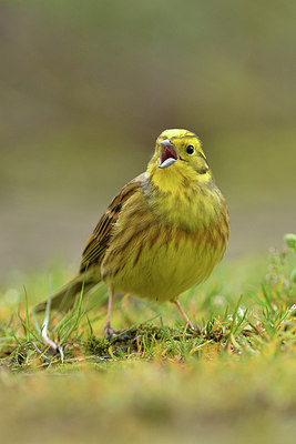 BUITEN BEELD Foto: 292829