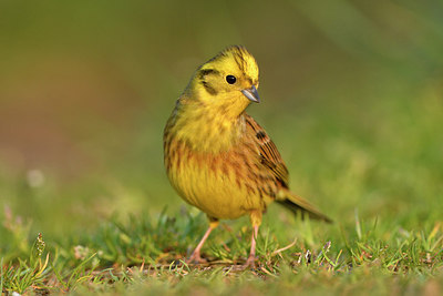 BUITEN BEELD Foto: 292832