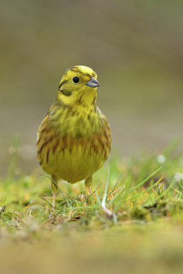 BUITEN BEELD Foto: 292833